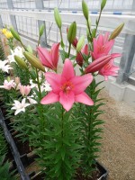 [5695 DJ LA-06 No01.JPG]